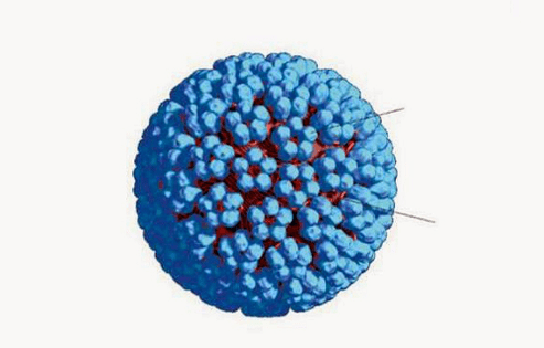 3D HPV modelis